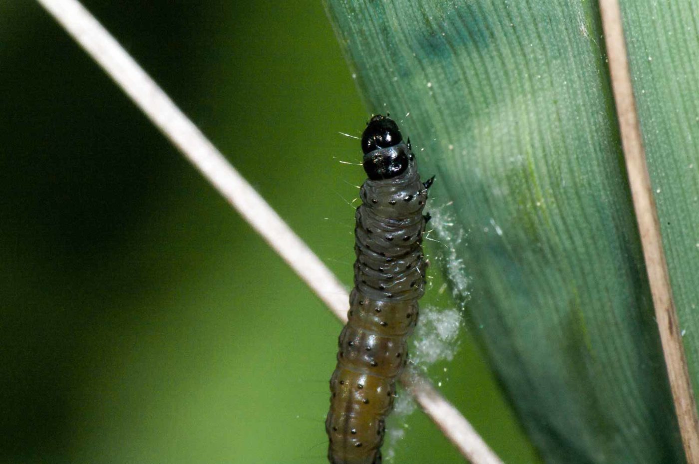 2018-05-04 - NSG Oberes Oelbachtal Bochum