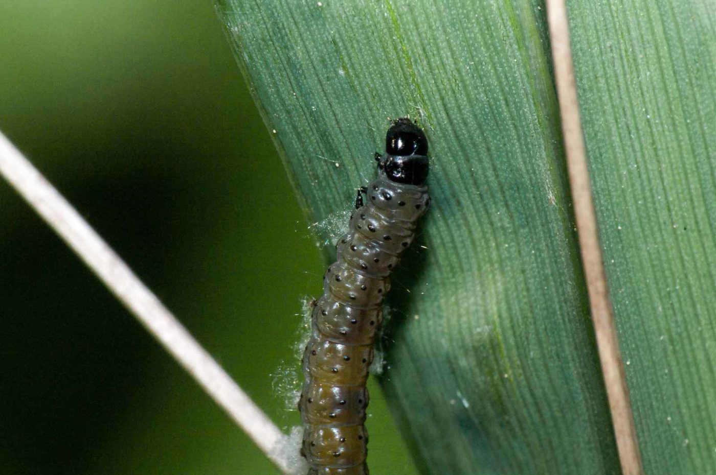 2018-05-04 - NSG Oberes Oelbachtal Bochum