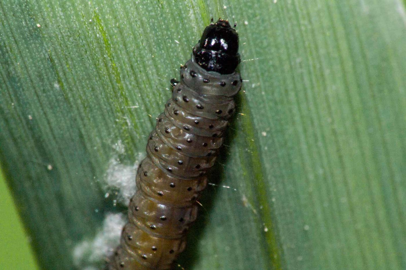 2018-05-04 - NSG Oberes Oelbachtal Bochum