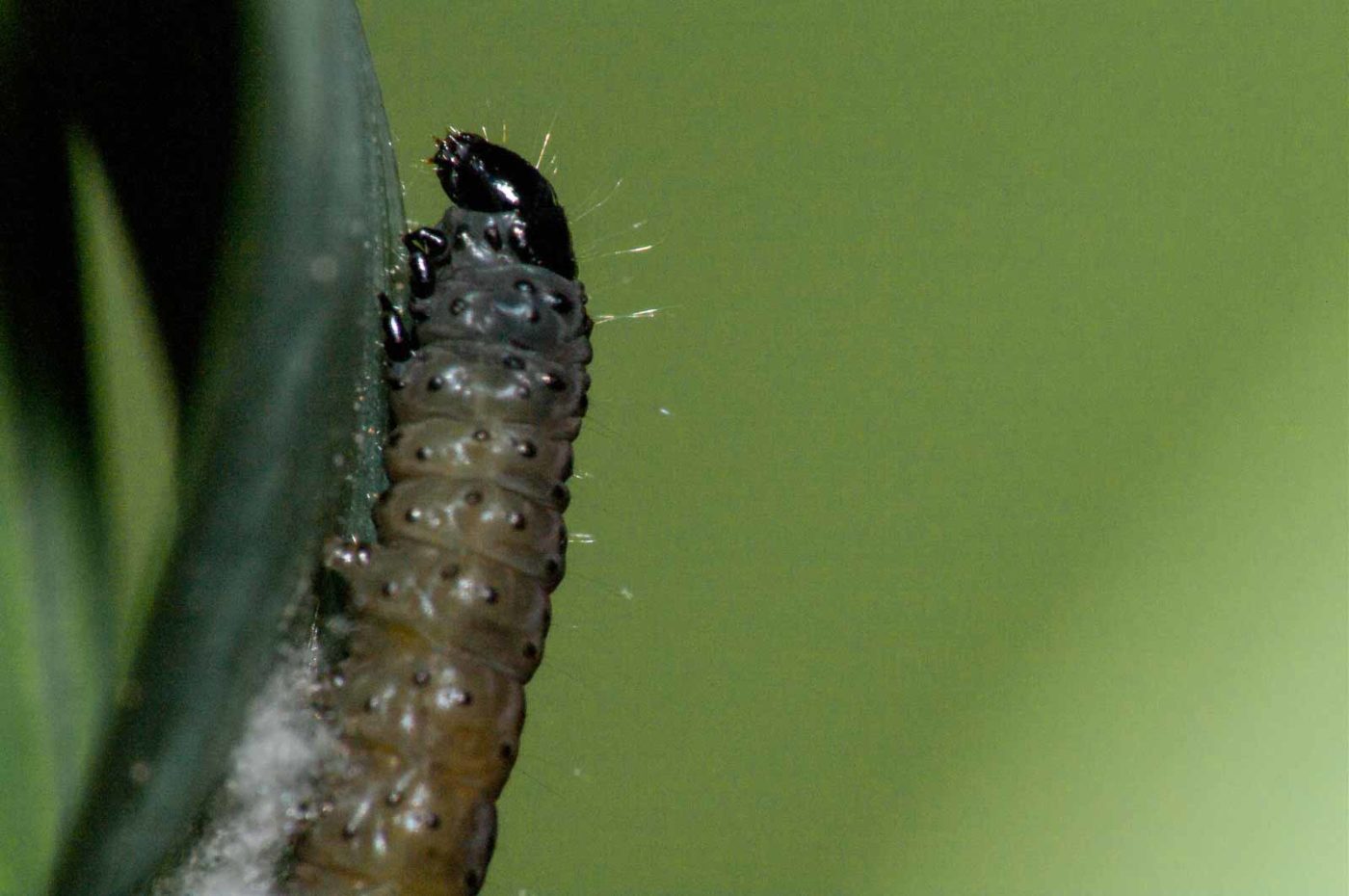 2018-05-04 - NSG Oberes Oelbachtal Bochum