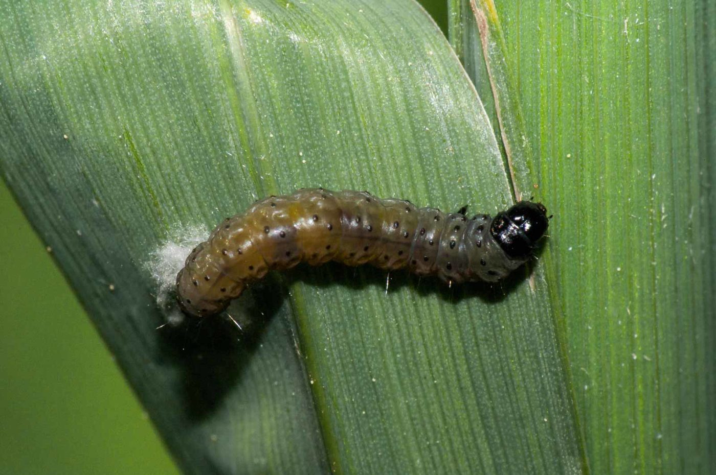 2018-05-04 - NSG Oberes Oelbachtal Bochum