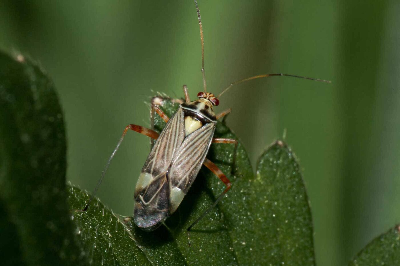 2018-05-04 - NSG Oberes Oelbachtal Bochum