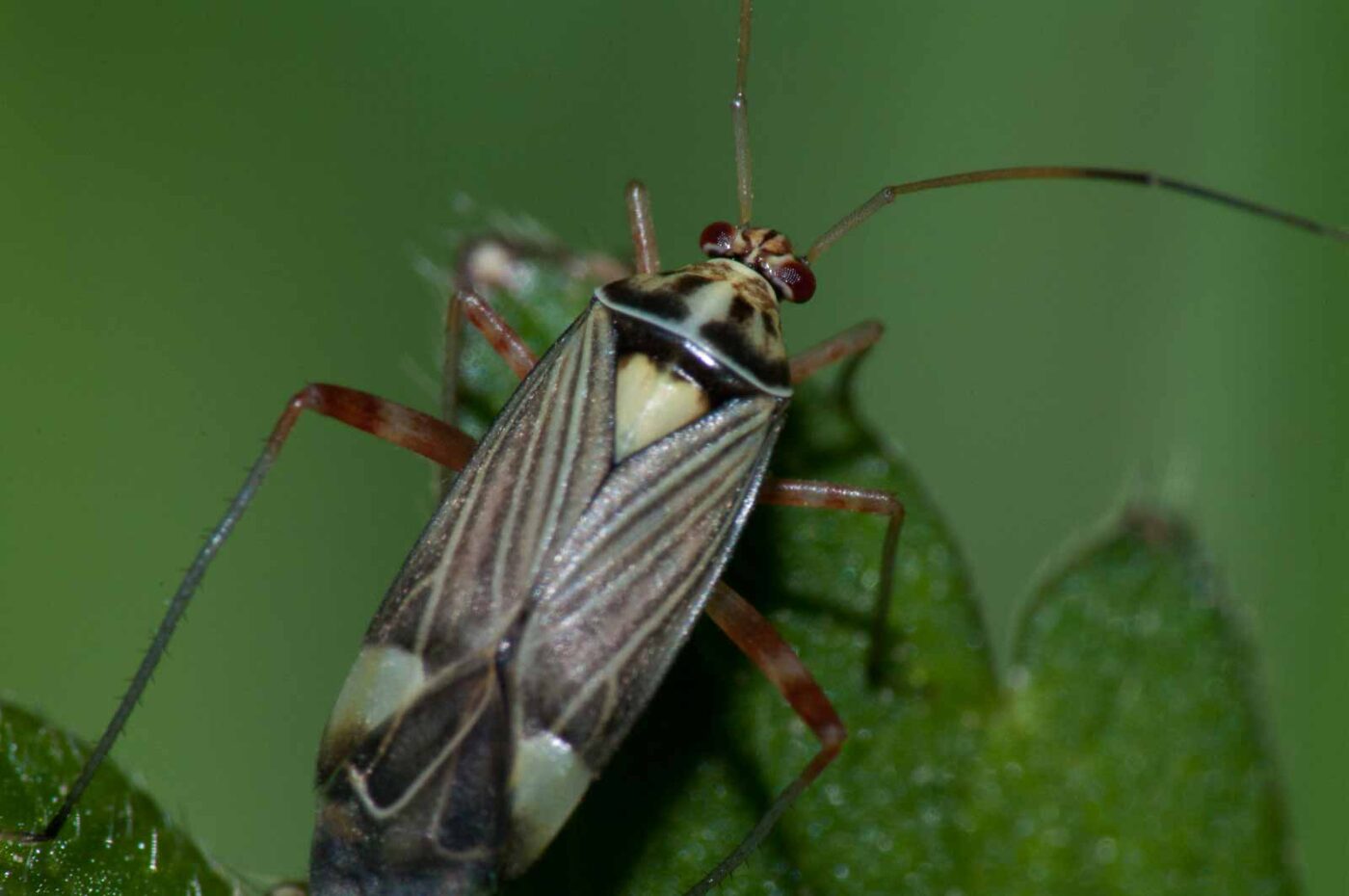 2018-05-04 - NSG Oberes Oelbachtal Bochum