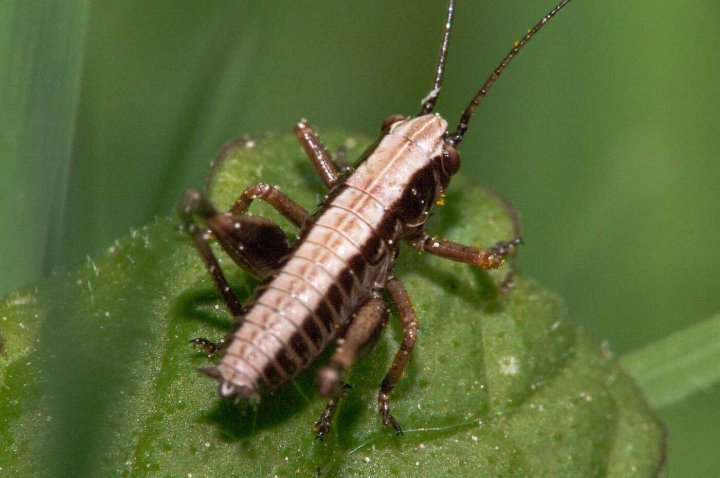 2018-05-05 - NSG Lippewiesen Haltern