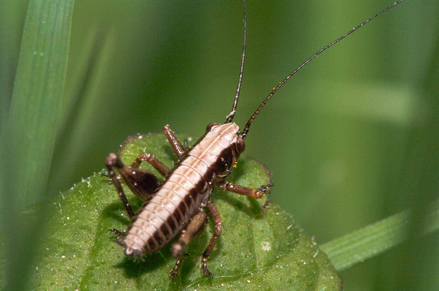 2018-05-05 - NSG Lippewiesen Haltern