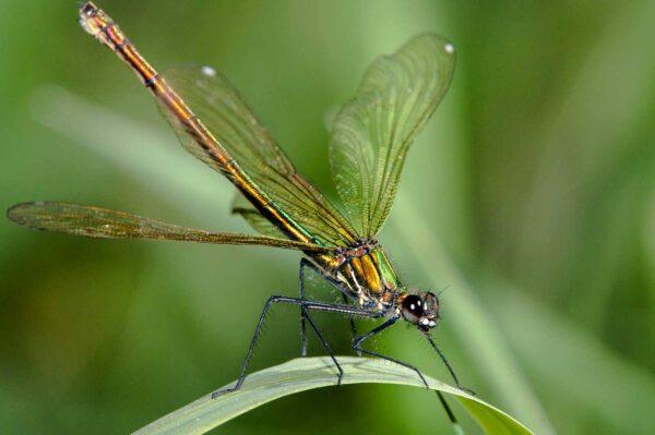 2018-05-05 - NSG Lippewiesen Haltern