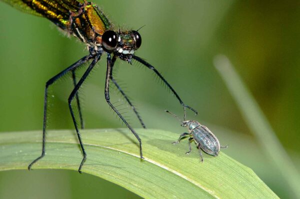 2018-05-05 - NSG Lippewiesen Haltern