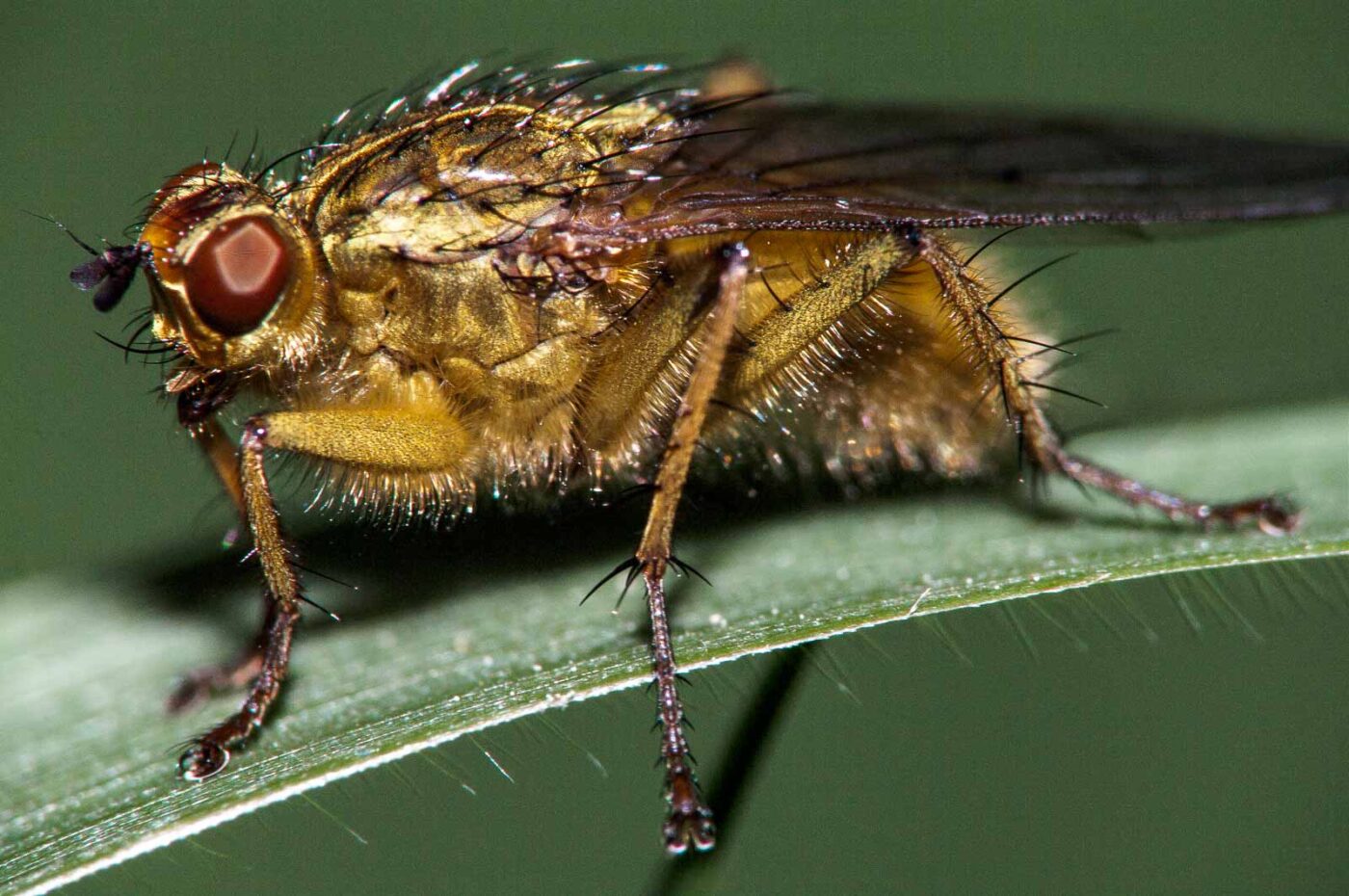 2018-05-26 - NSG Lippewiesen Haltern