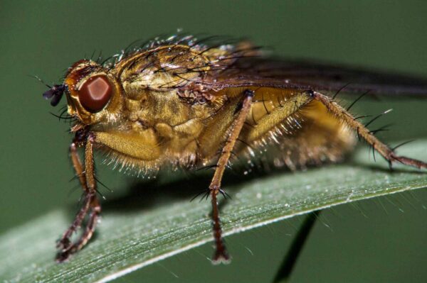 2018-05-26 - NSG Lippewiesen Haltern