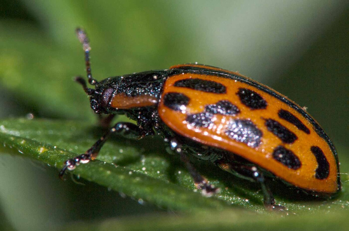 2018-05-26 - NSG Lippewiesen Haltern