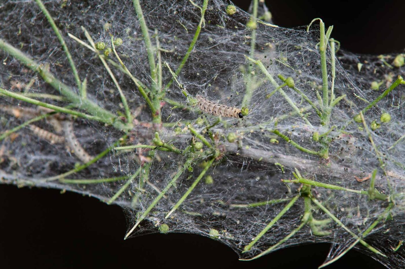 2018-05-26 - NSG Lippewiesen Haltern