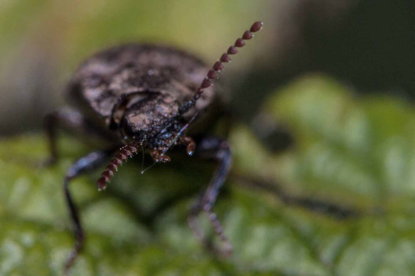 2018-05-26 - NSG Lippewiesen Haltern