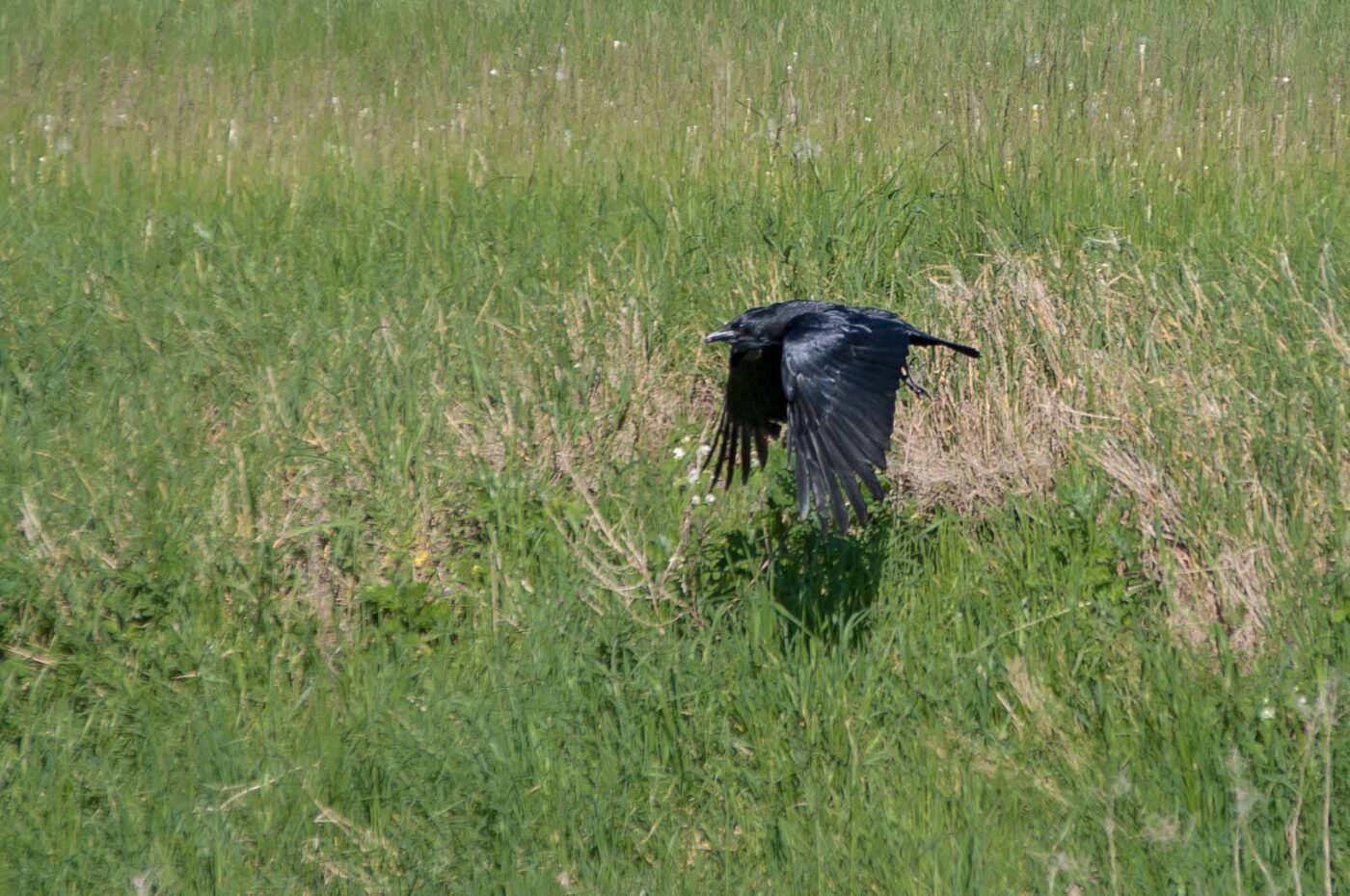 2018-05-26 - NSG Lippewiesen Haltern