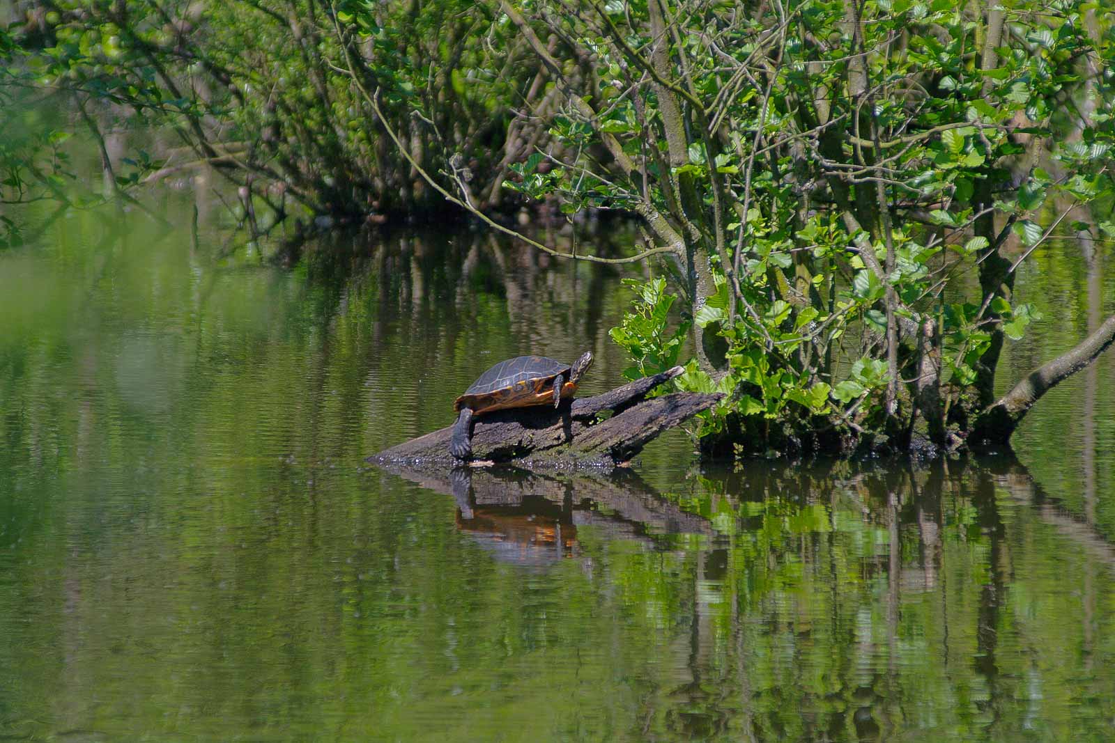 2018-05-07 – NSG Blumenkamp Bochum