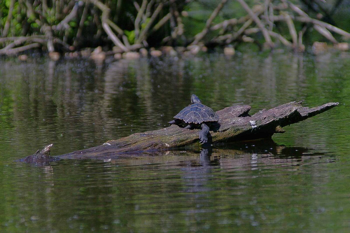 2018-05-07 - NSG Blumenkamp Bochum