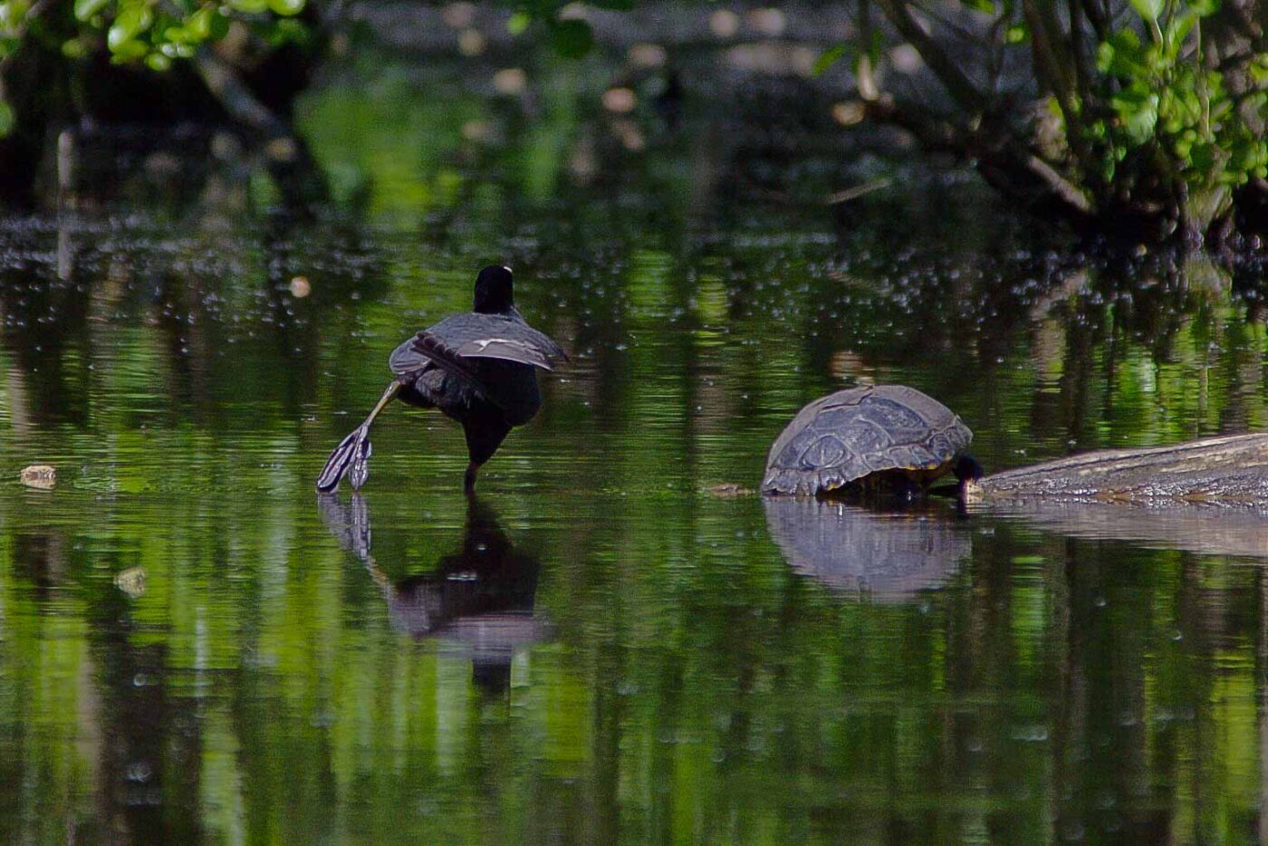 2018-05-07 - NSG Blumenkamp Bochum