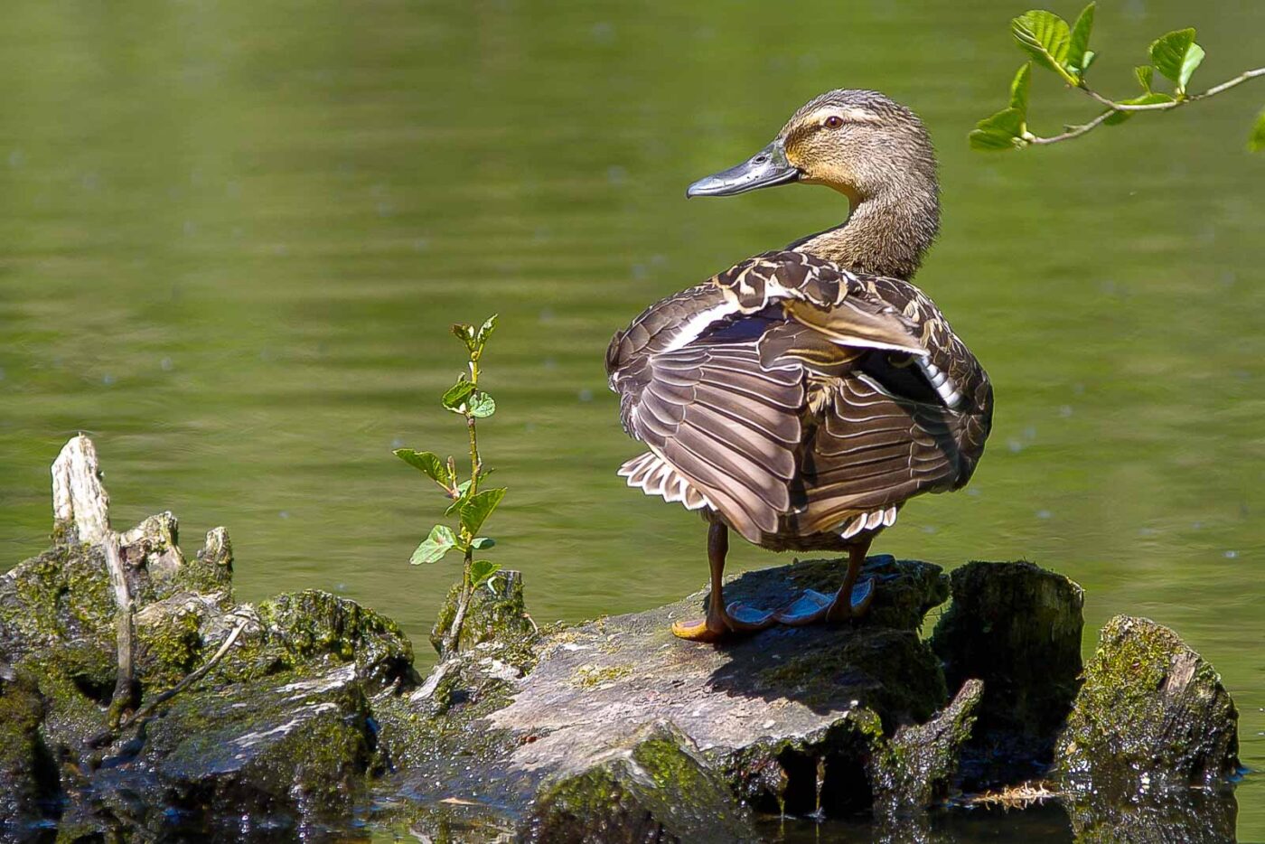 2018-05-07 - NSG Blumenkamp Bochum