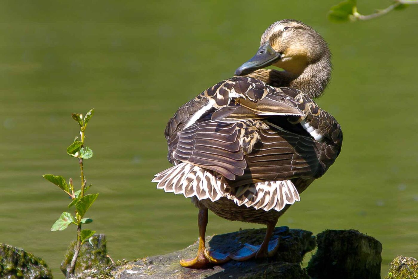 2018-05-07 - NSG Blumenkamp Bochum