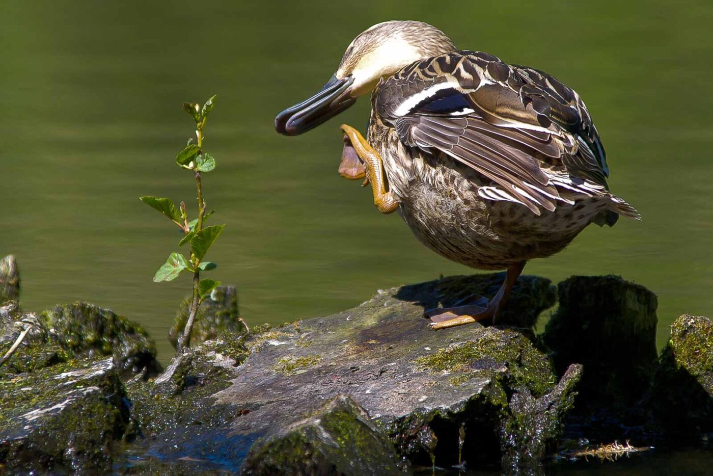 2018-05-07 - NSG Blumenkamp Bochum