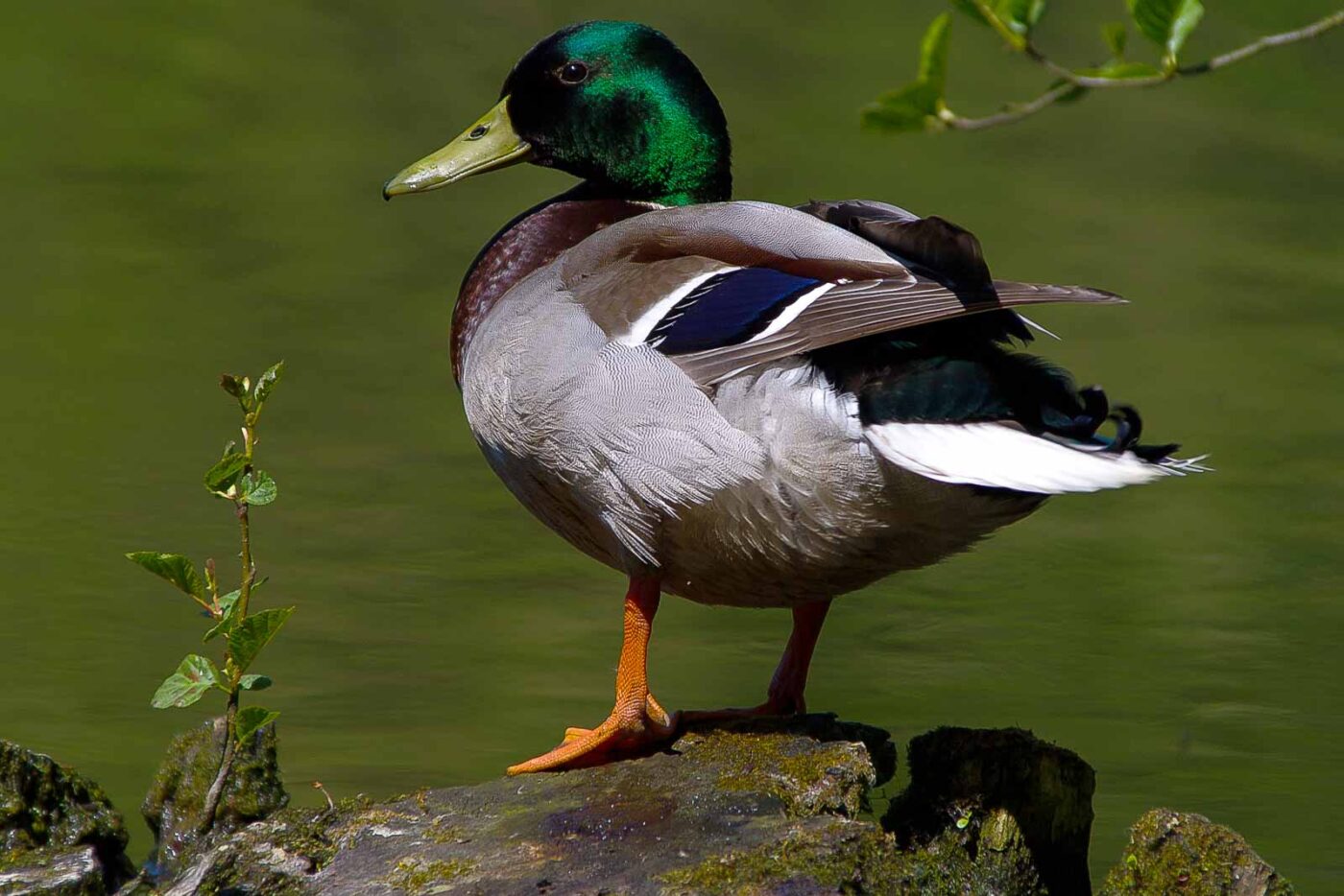 2018-05-07 - NSG Blumenkamp Bochum