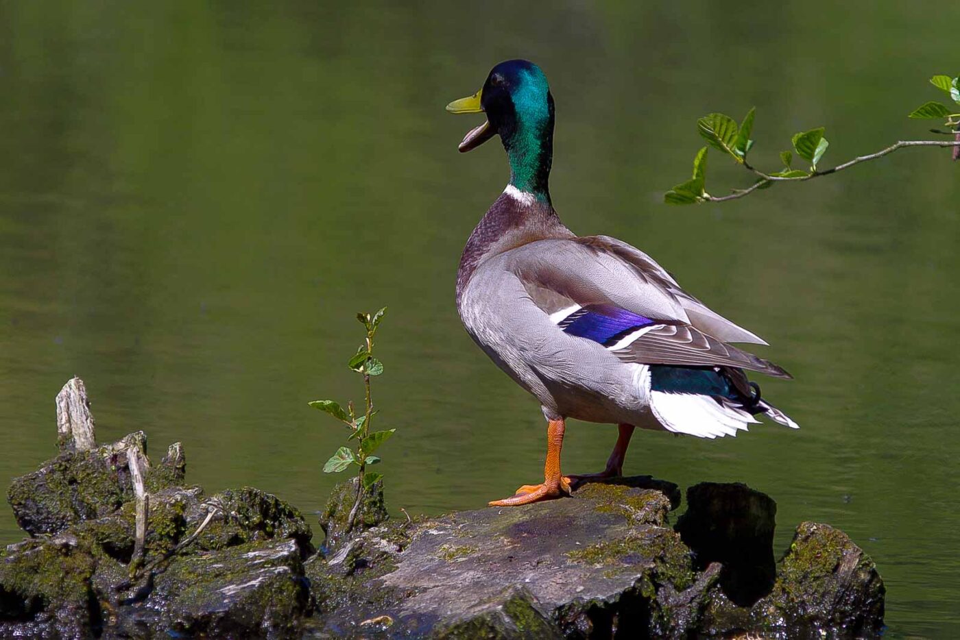 2018-05-07 - NSG Blumenkamp Bochum