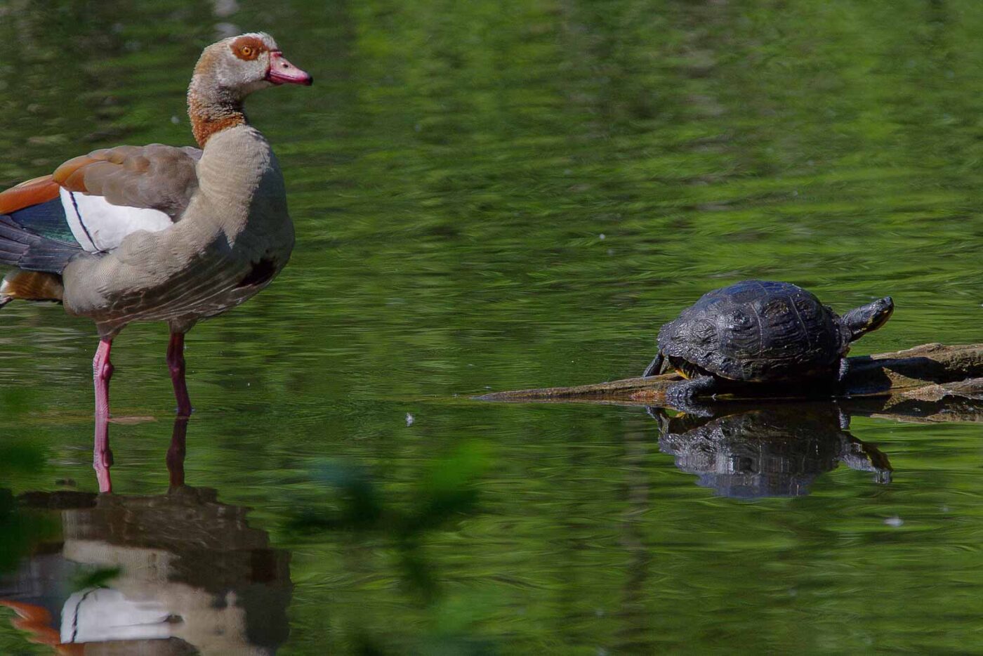 2018-05-07 - NSG Blumenkamp Bochum