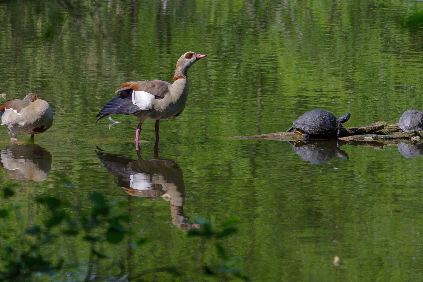 2018-05-07 - NSG Blumenkamp Bochum