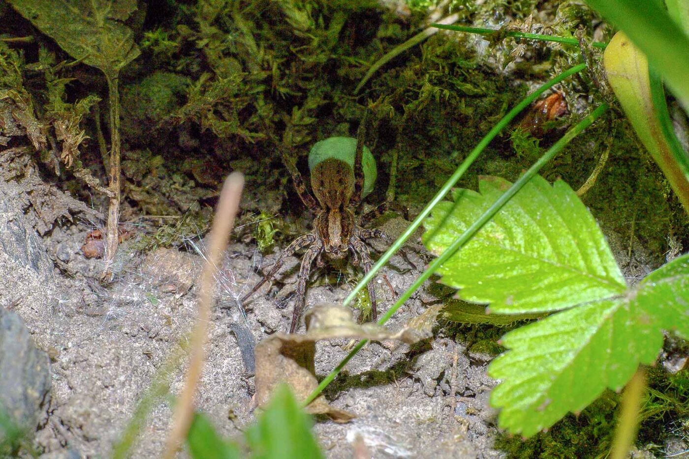 2018-05-07 - NSG Blumenkamp Bochum