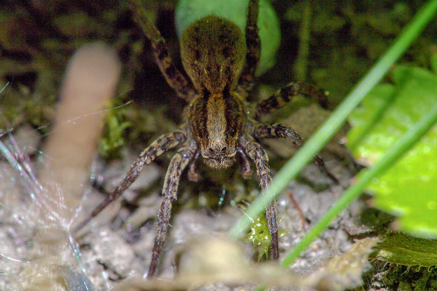 2018-05-07 - NSG Blumenkamp Bochum