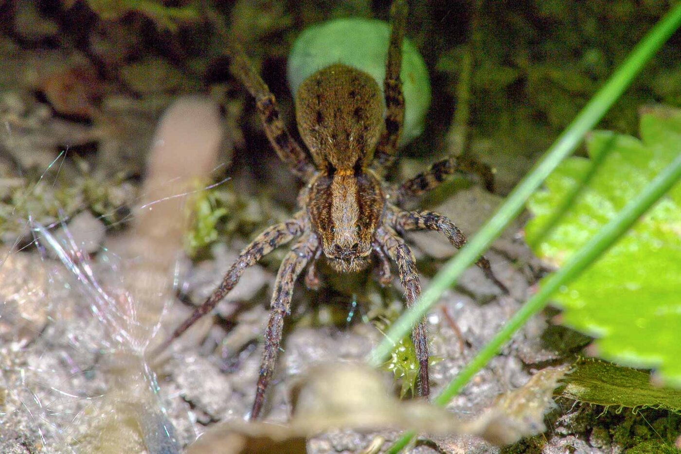 2018-05-07 - NSG Blumenkamp Bochum