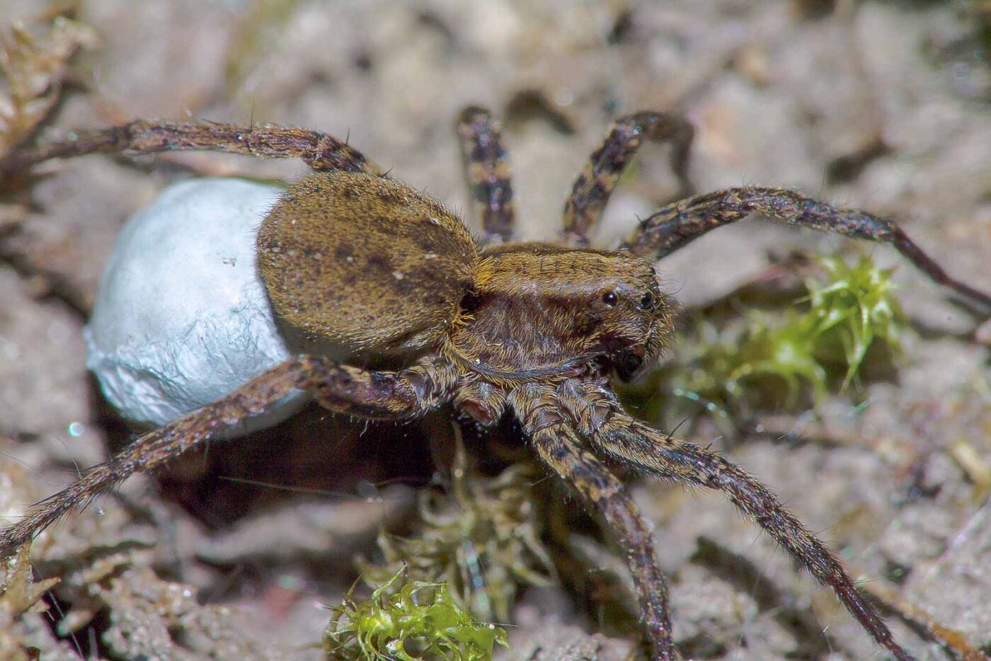 2018-05-07 - NSG Blumenkamp Bochum