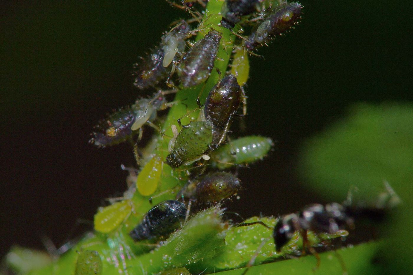 2018-05-07 - NSG Blumenkamp Bochum