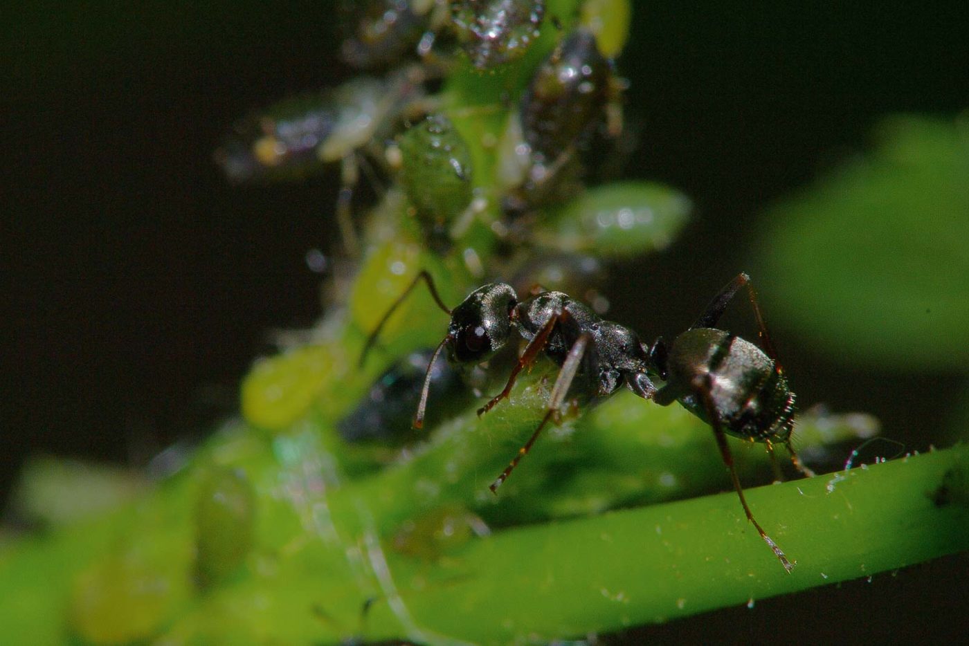2018-05-07 - NSG Blumenkamp Bochum