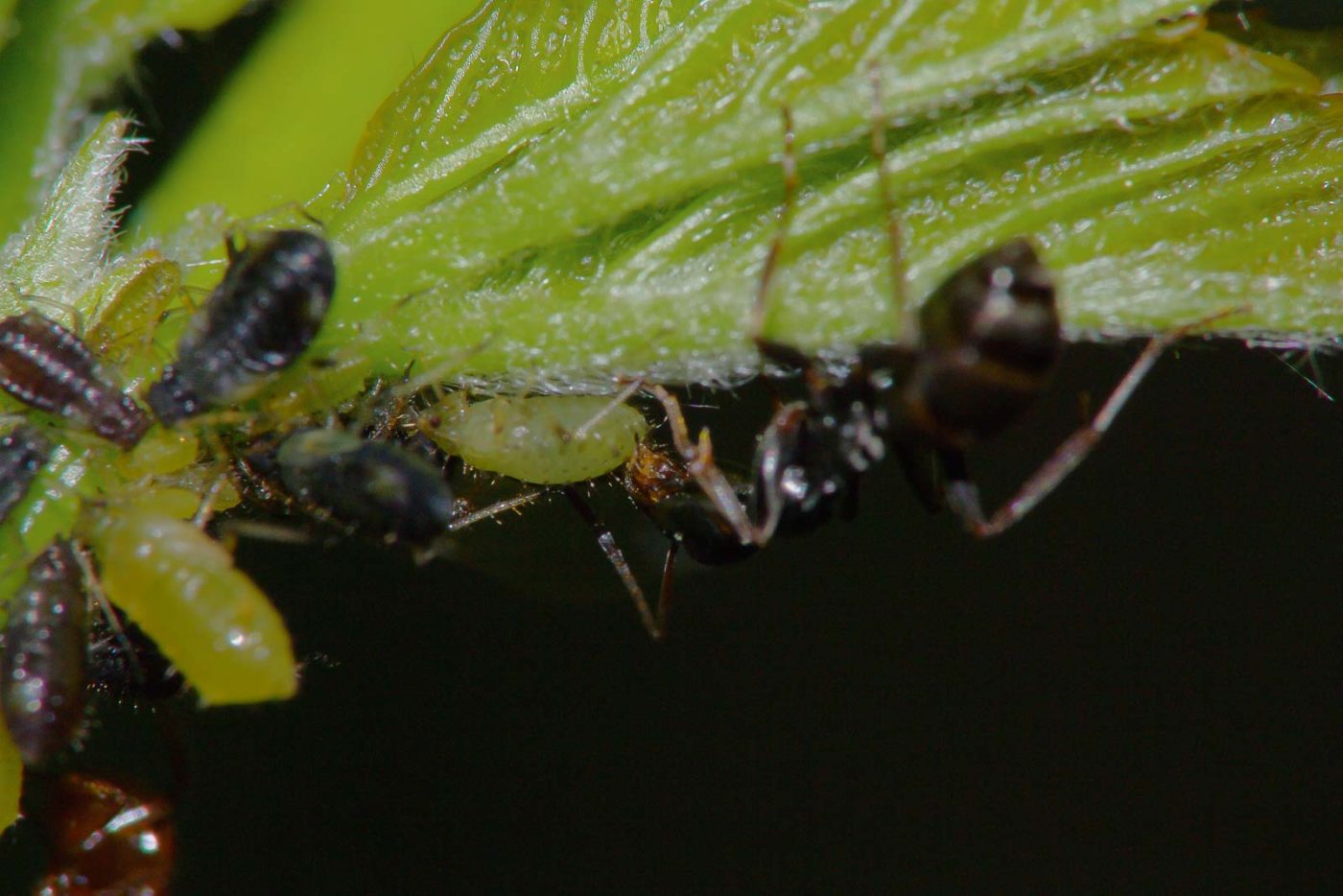 2018-05-07 - NSG Blumenkamp Bochum