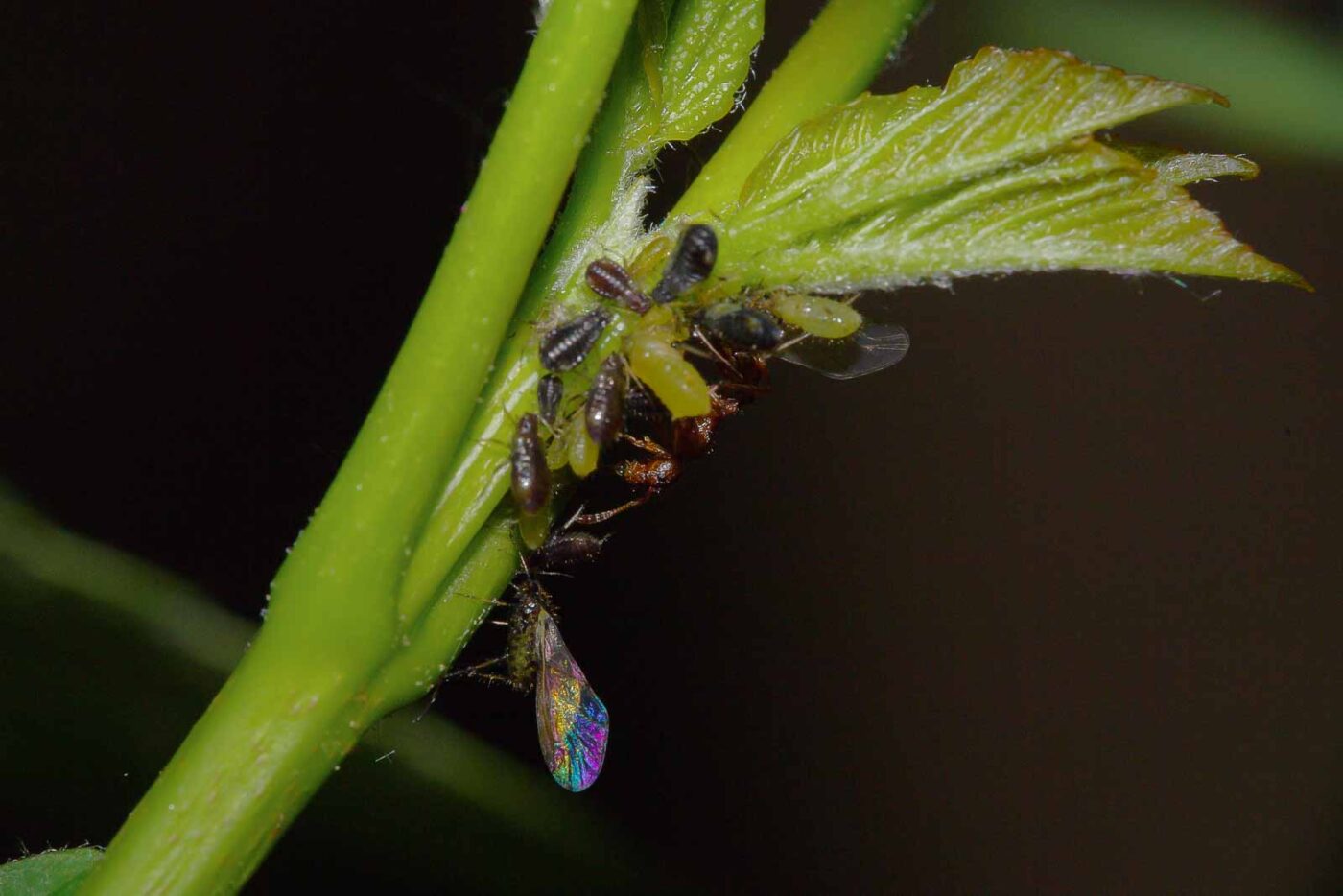 2018-05-07 - NSG Blumenkamp Bochum