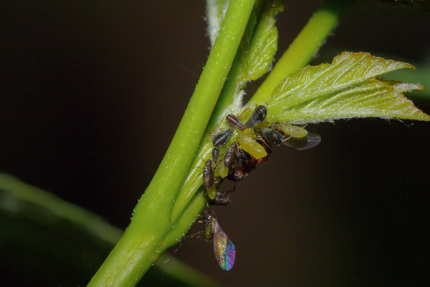 2018-05-07 - NSG Blumenkamp Bochum