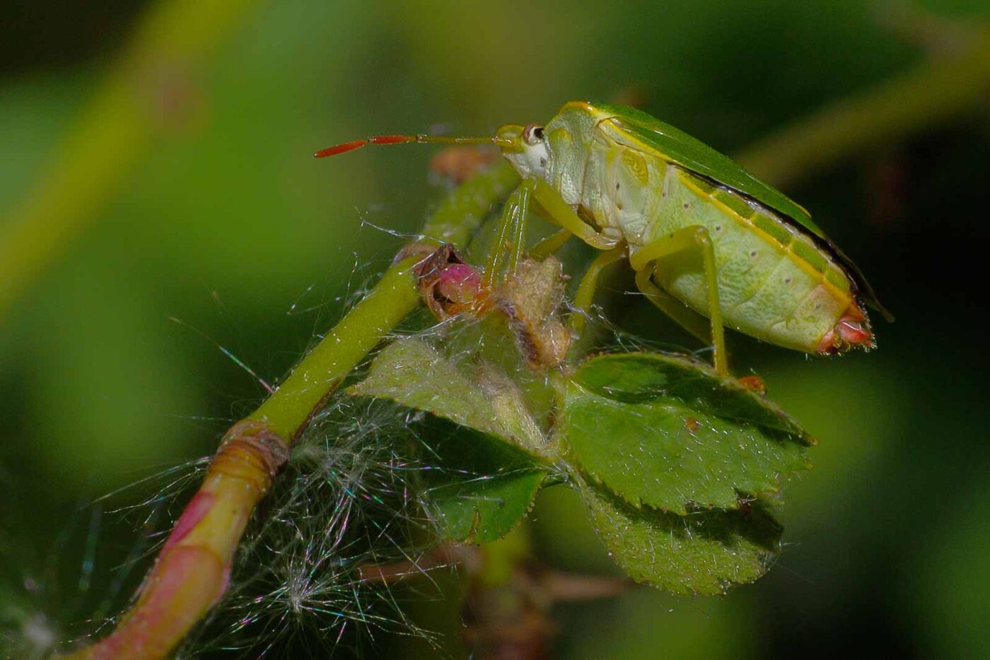 2018-05-07 - NSG Blumenkamp Bochum