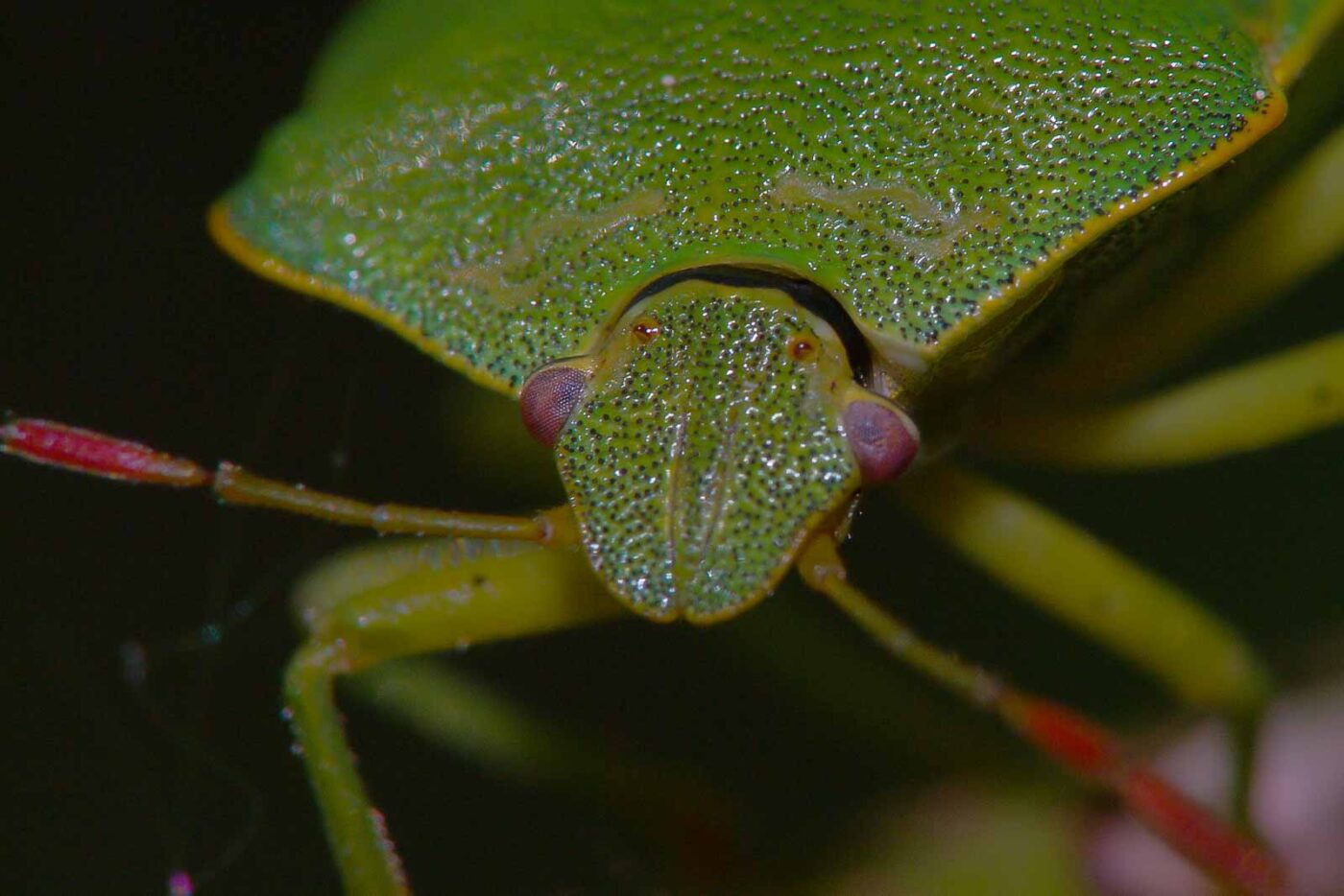 2018-05-07 - NSG Blumenkamp Bochum