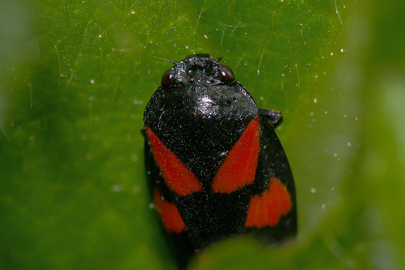 2018-05-07 - NSG Blumenkamp Bochum