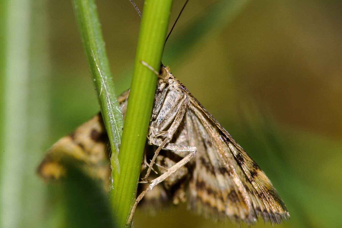 2018-05-07 - NSG Blumenkamp Bochum