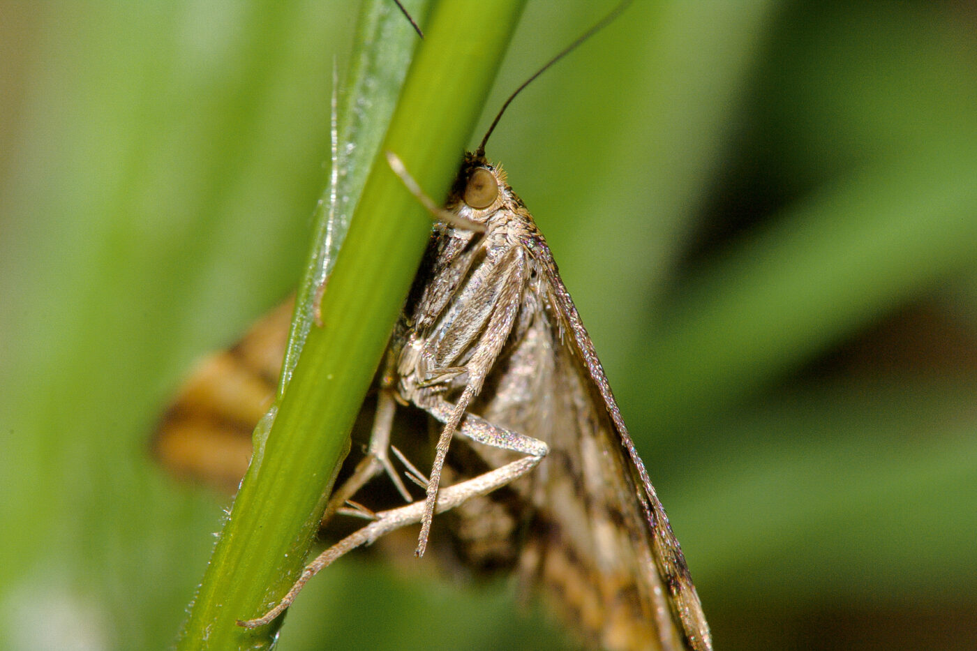 2018-05-07 - NSG Blumenkamp Bochum