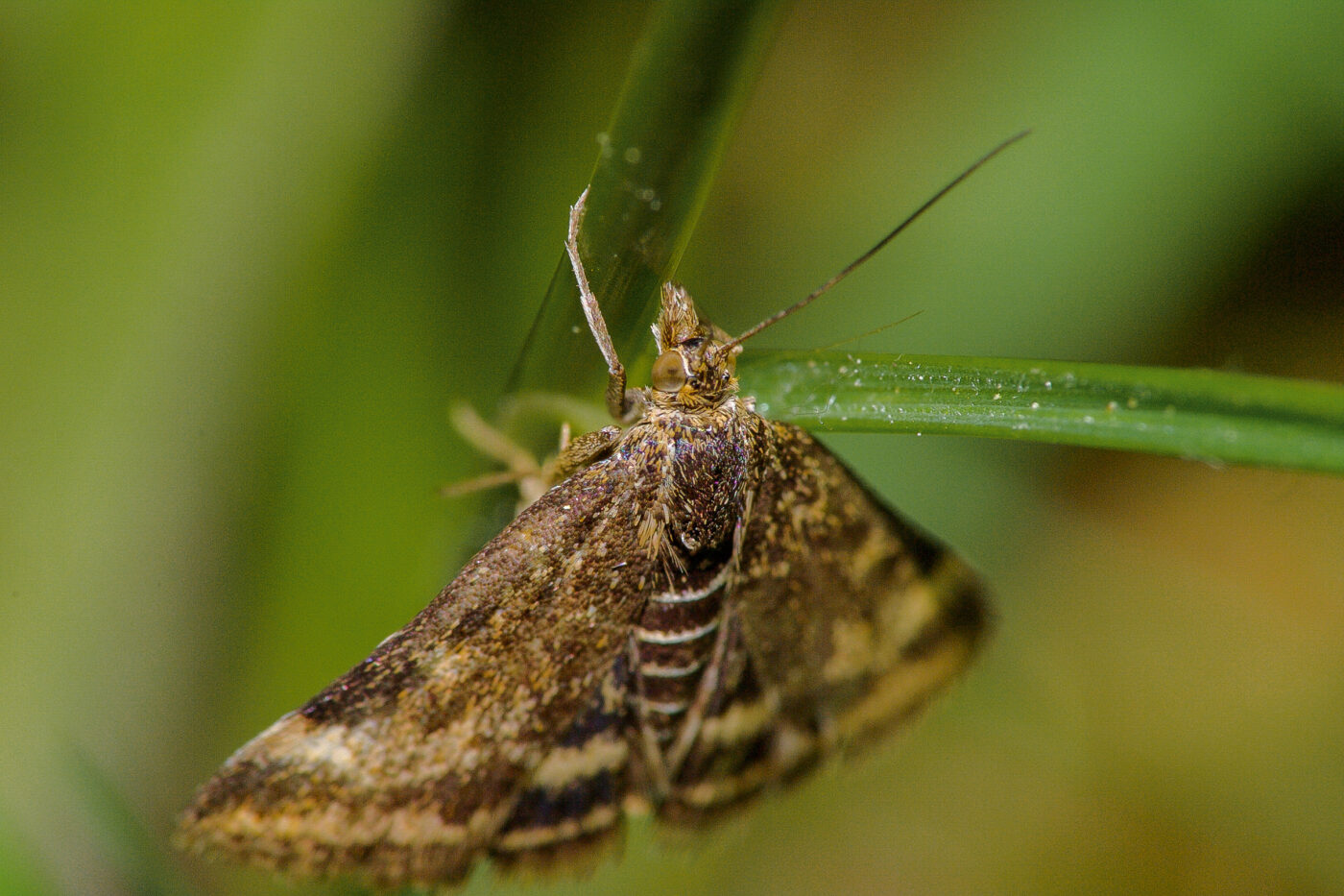 2018-05-07 - NSG Blumenkamp Bochum