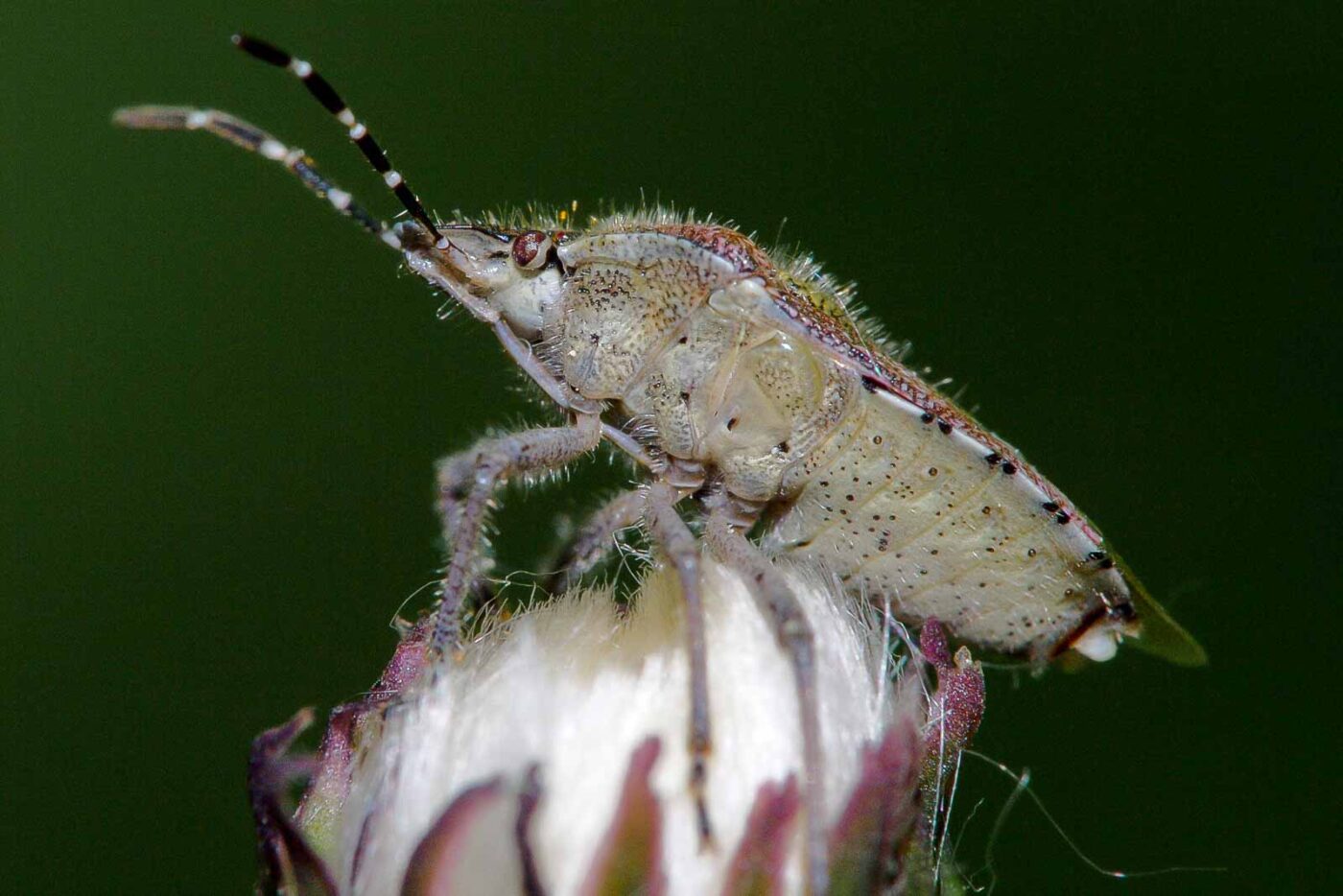 2018-05-07 - NSG Blumenkamp Bochum