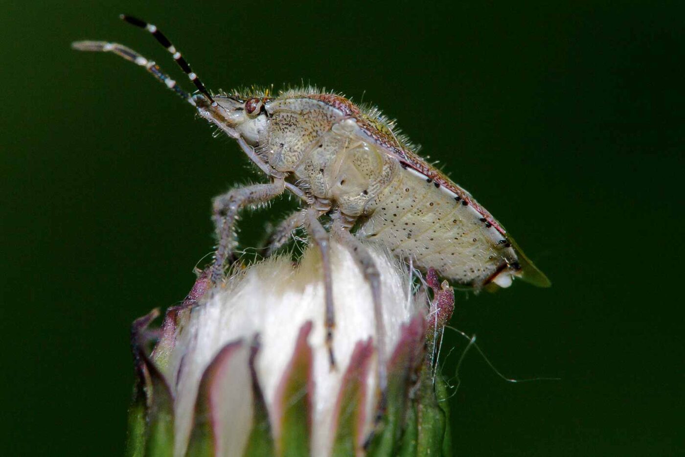 2018-05-07 - NSG Blumenkamp Bochum