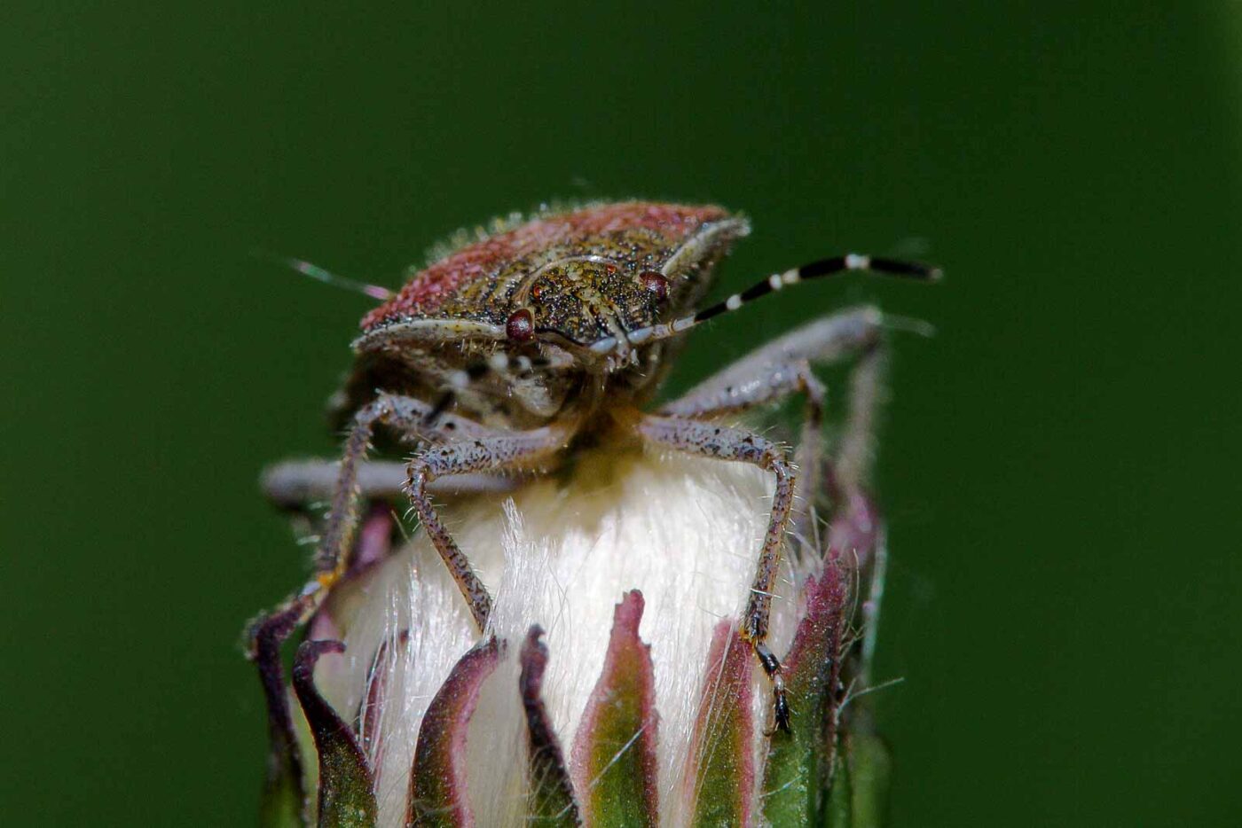 2018-05-07 - NSG Blumenkamp Bochum