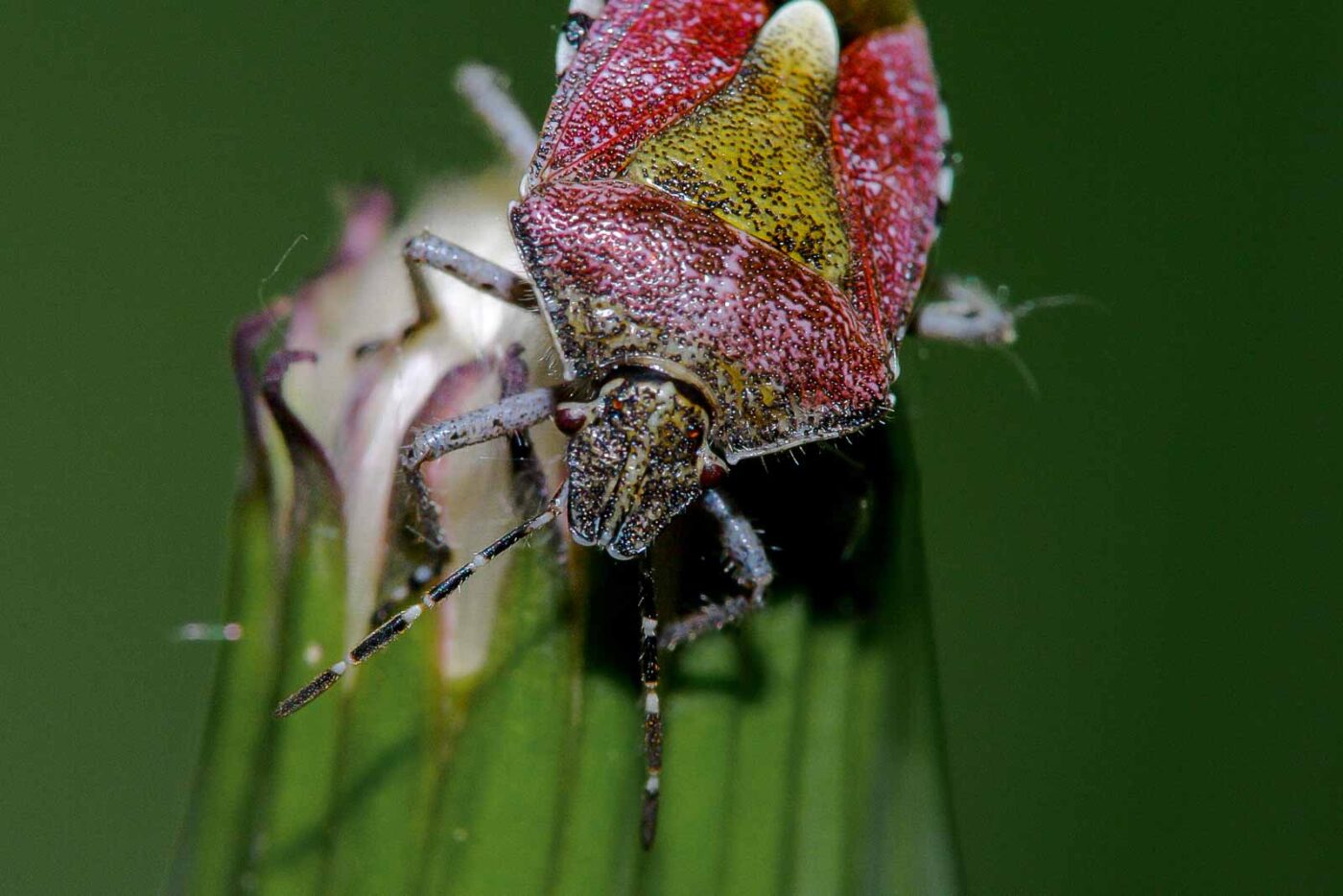 2018-05-07 - NSG Blumenkamp Bochum