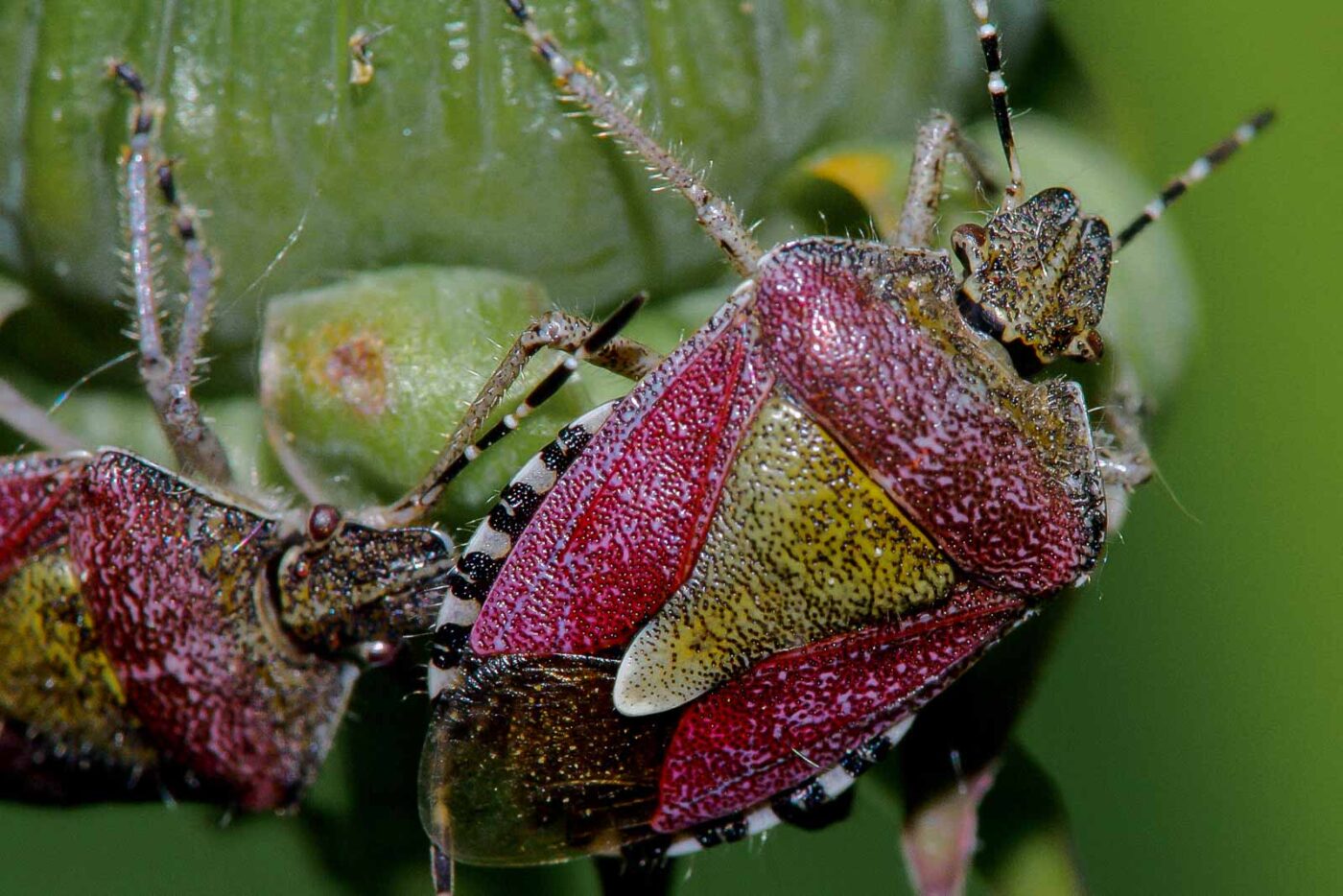 2018-05-07 - NSG Blumenkamp Bochum