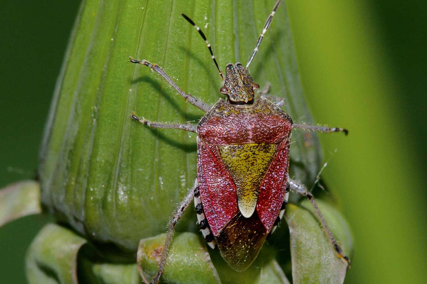 2018-05-07 - NSG Blumenkamp Bochum