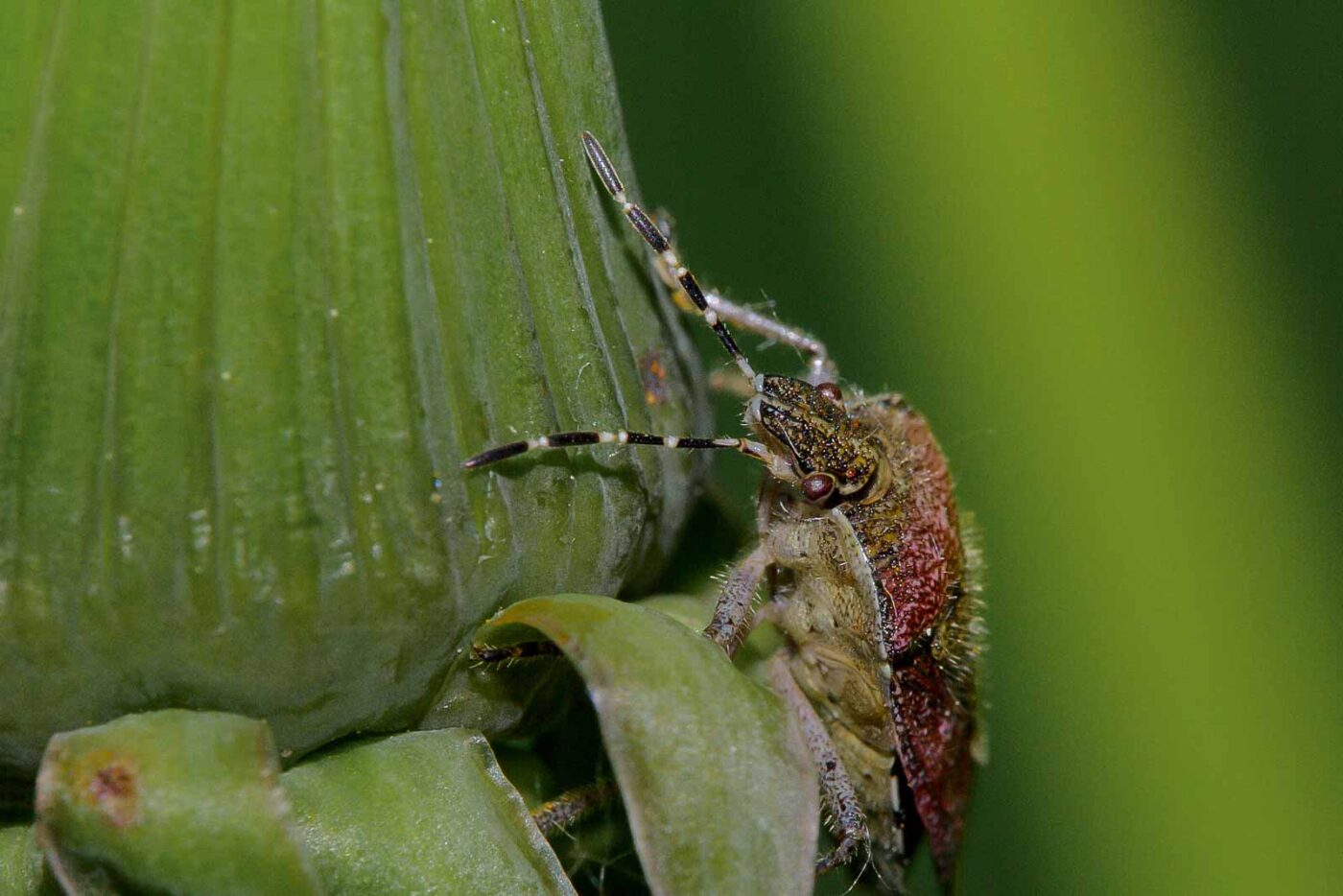 2018-05-07 - NSG Blumenkamp Bochum