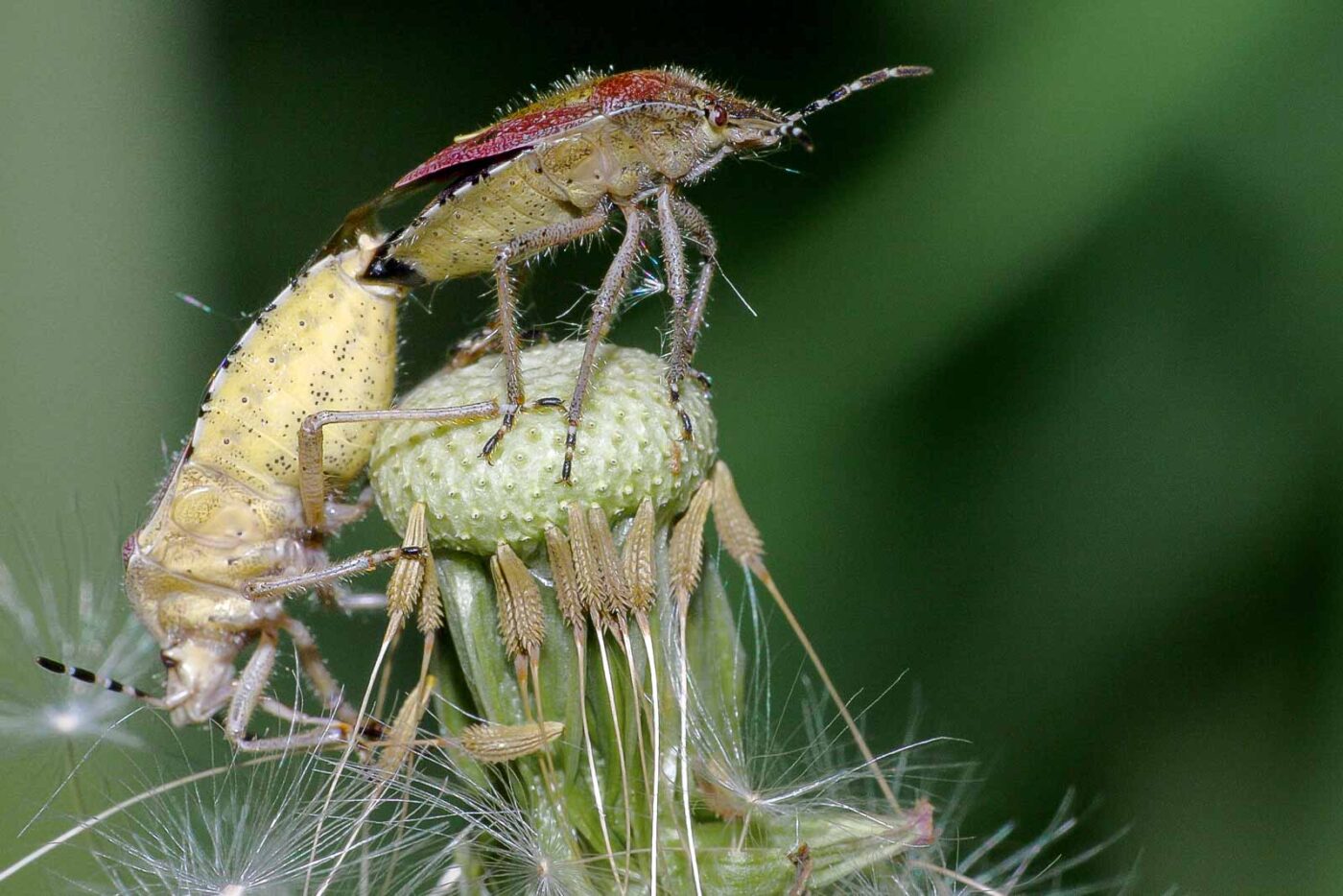 2018-05-07 - NSG Blumenkamp Bochum